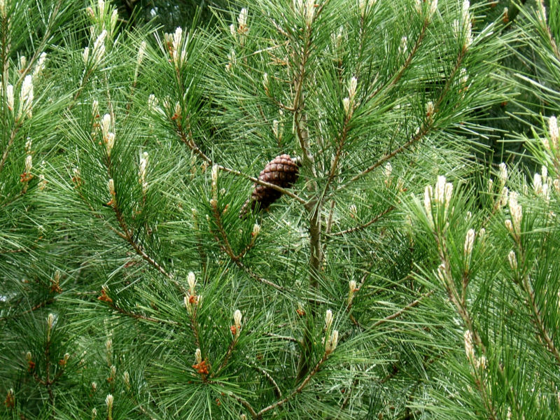 pinus