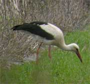 pelargos