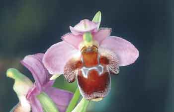 orchidees