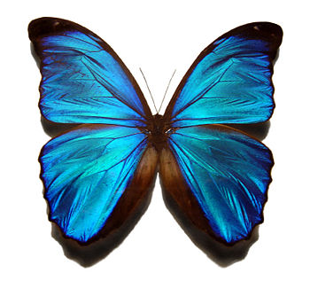 petalouda
